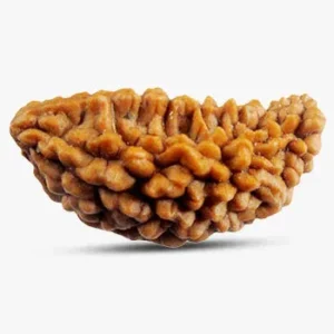 Rudraksh