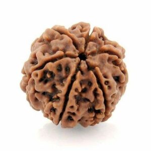 3 Mukhi Rudraksha