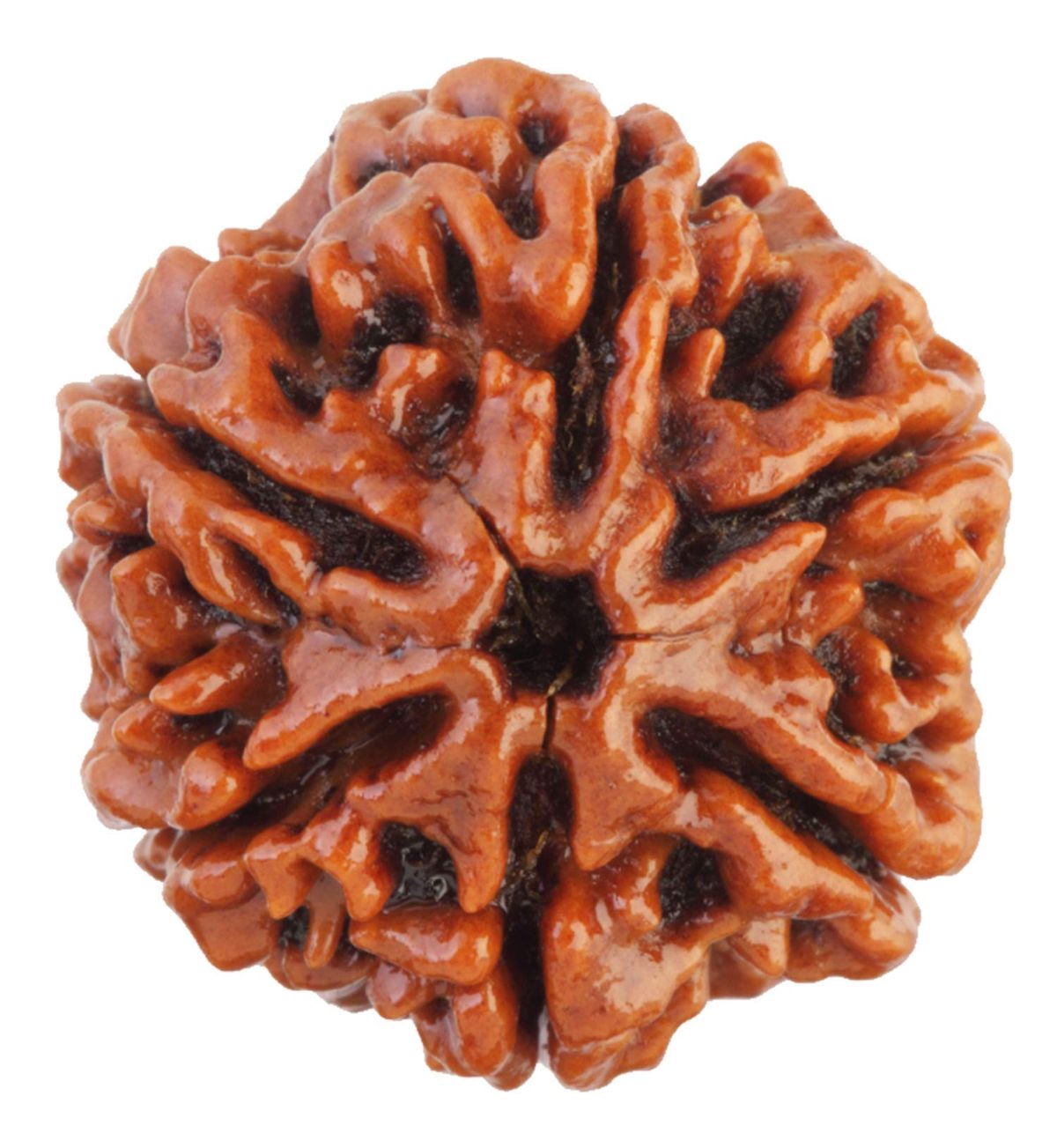 6 Mukhi Rudraksha