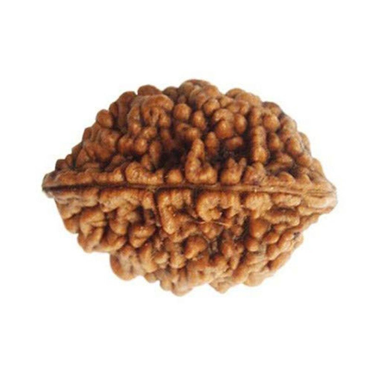 2 Mukhi Rudraksha